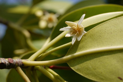 Rhizophora mucronata